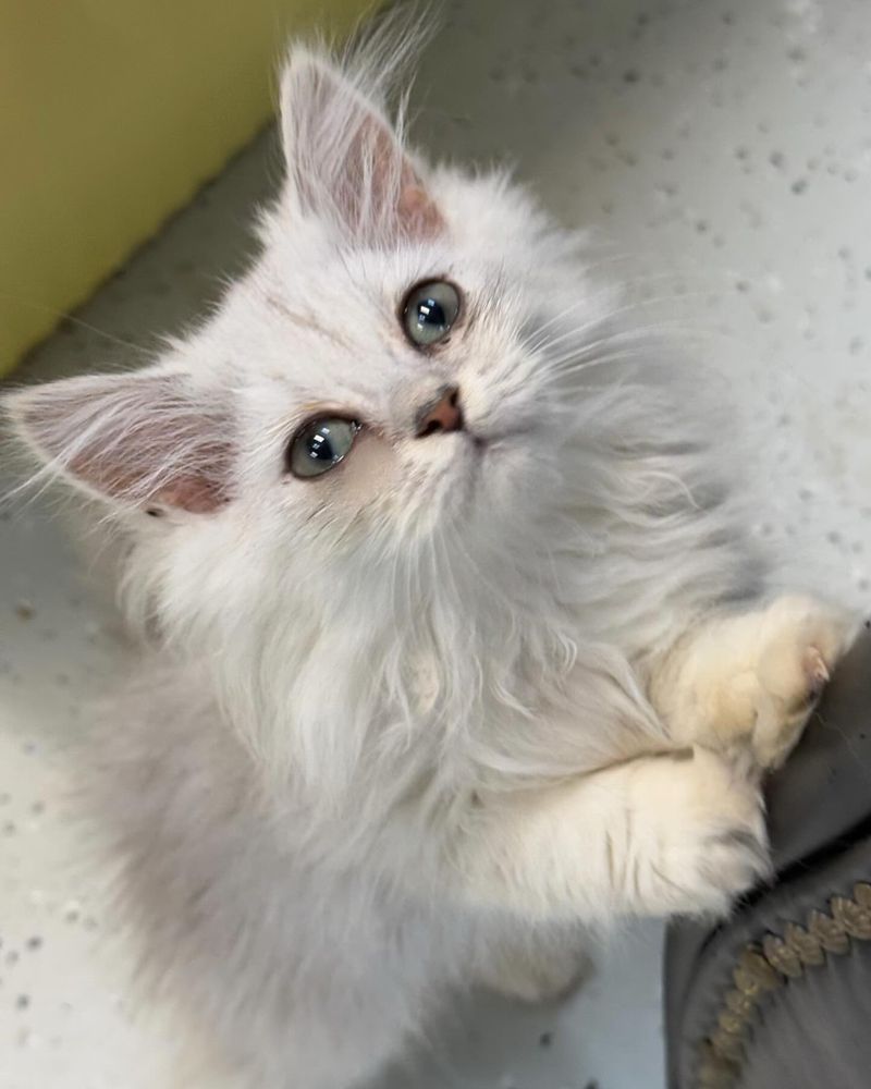 Chinchilla Persian