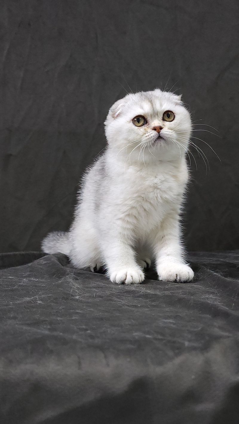 Chinchilla Silver Scottish Fold