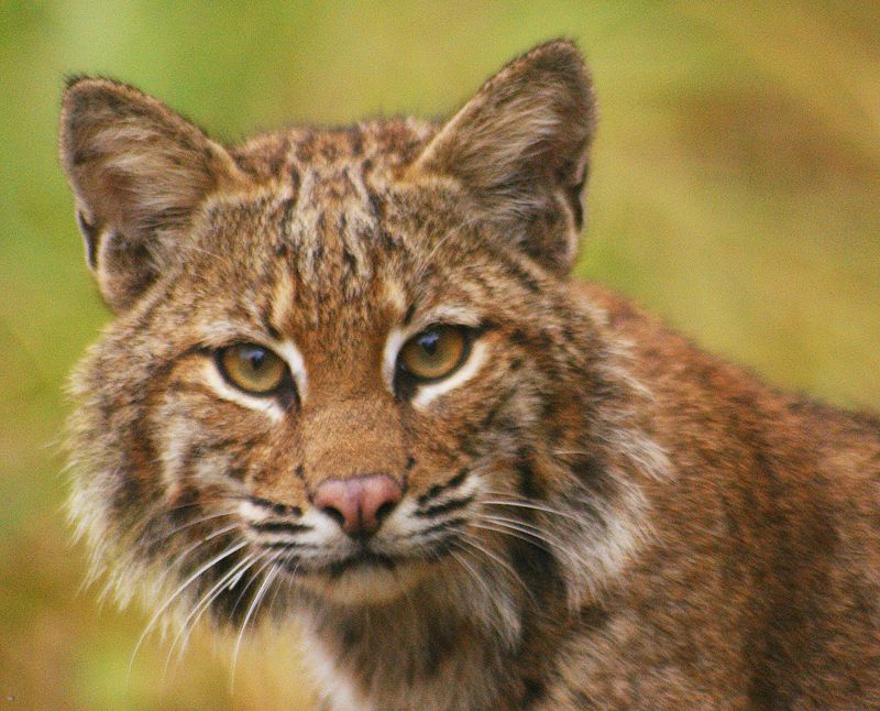 Chinese Mountain Cat