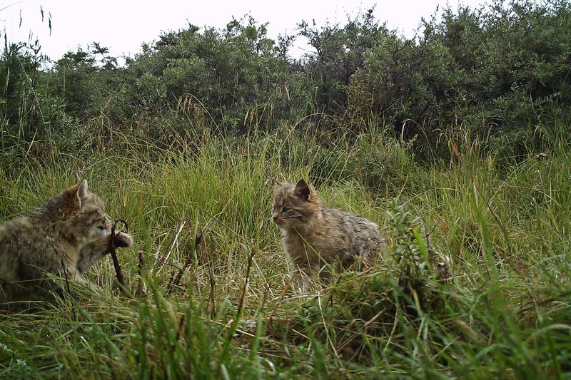 Chinese Mountain Cat (Felis bieti)