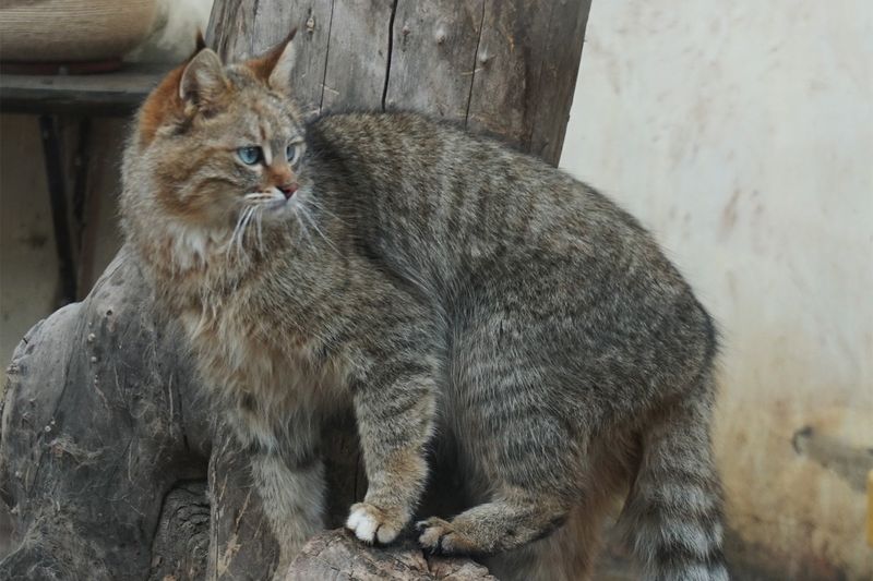 Chinese Mountain Cat (Felis bieti)