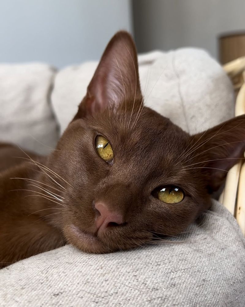 Chocolate Abyssinian