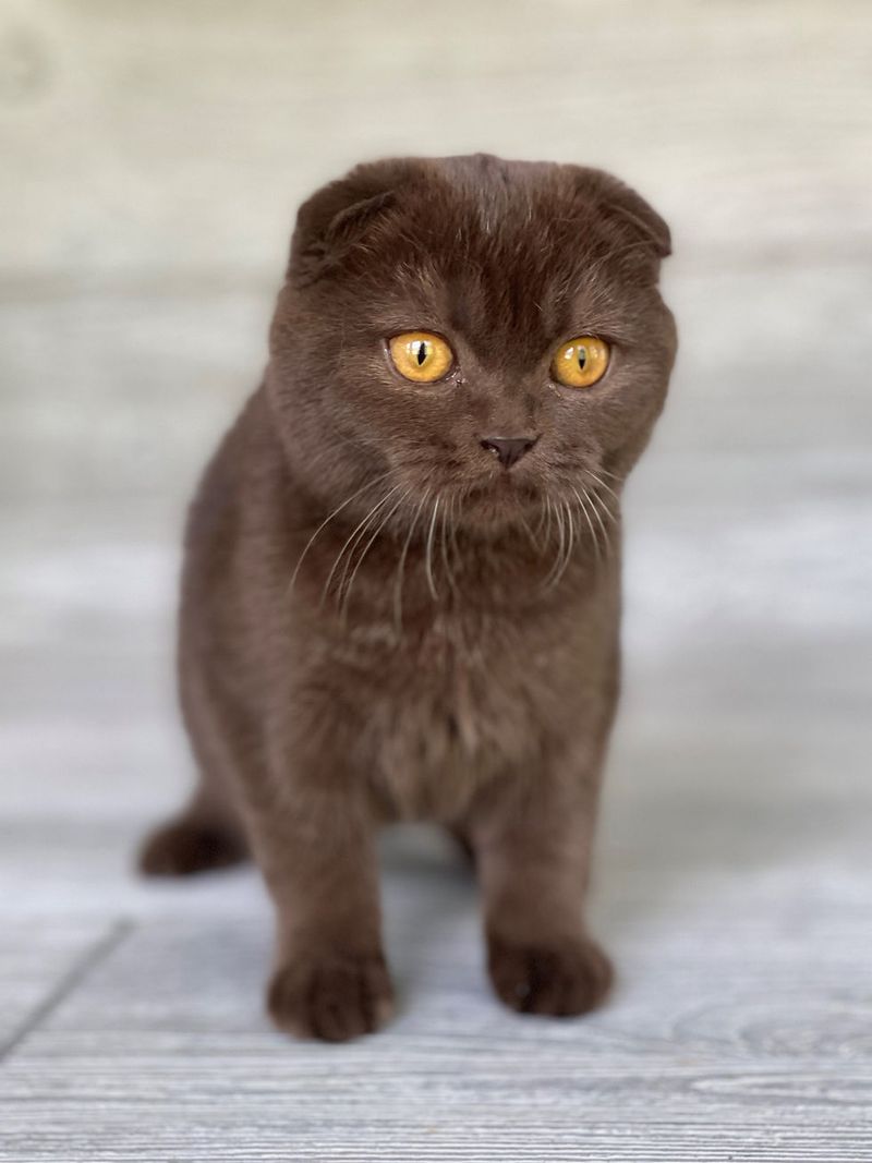 Chocolate Scottish Fold