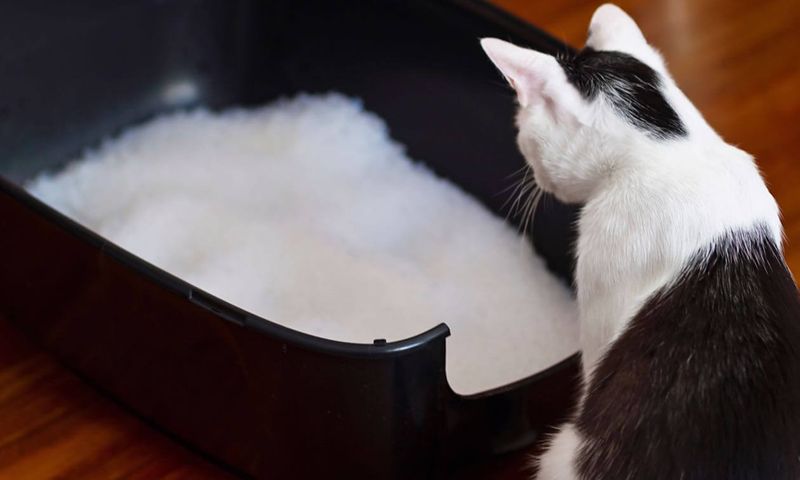 Choose a Senior-Friendly Litter Box