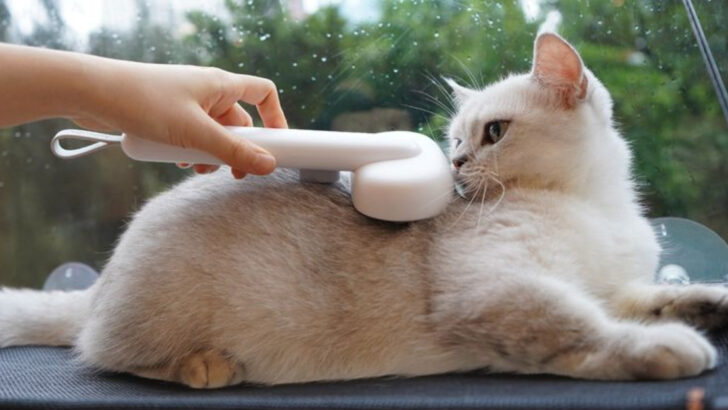 Choosing Between an Exotic Shorthair and a British Shorthair? 15 Differences to Consider