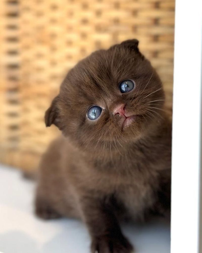 Cinnamon Scottish Fold