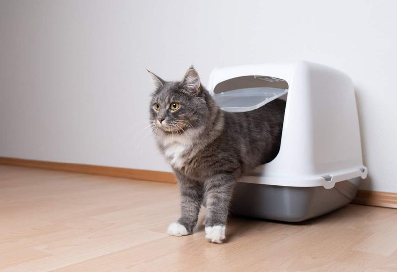 Clean Litter Box