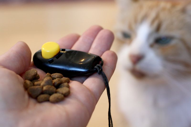 Clicker Training