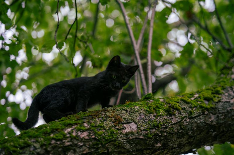 Climbing Trees and Fences