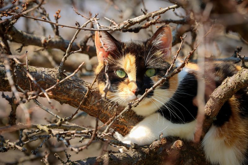 Climbing Trees for Birds and Eggs