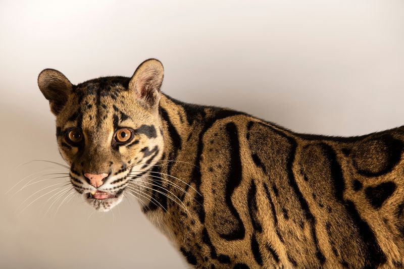 Clouded Leopard