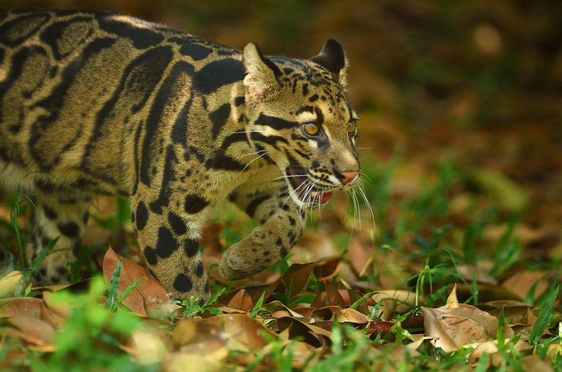 Clouded Leopard