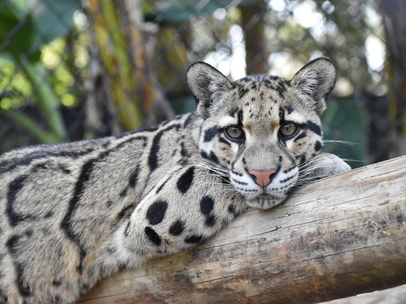 Clouded Leopard