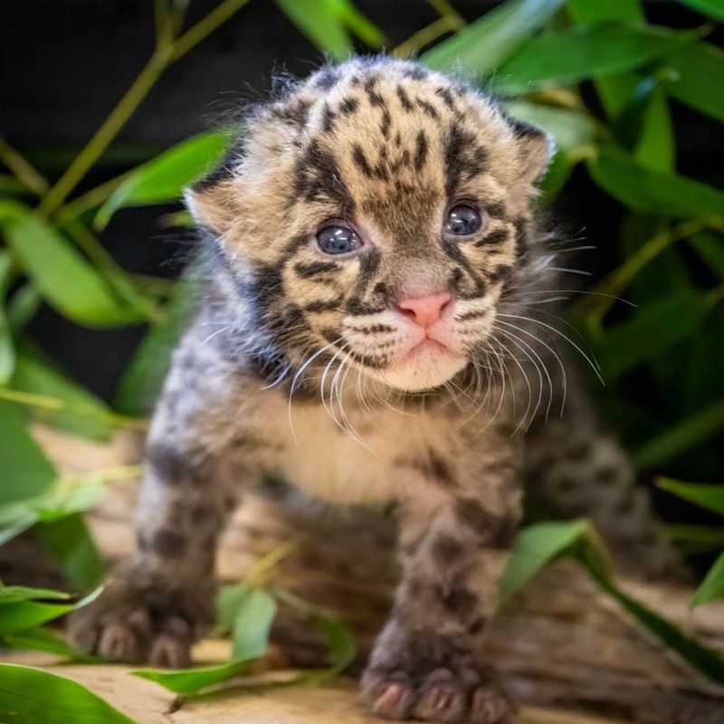 Clouded Leopard