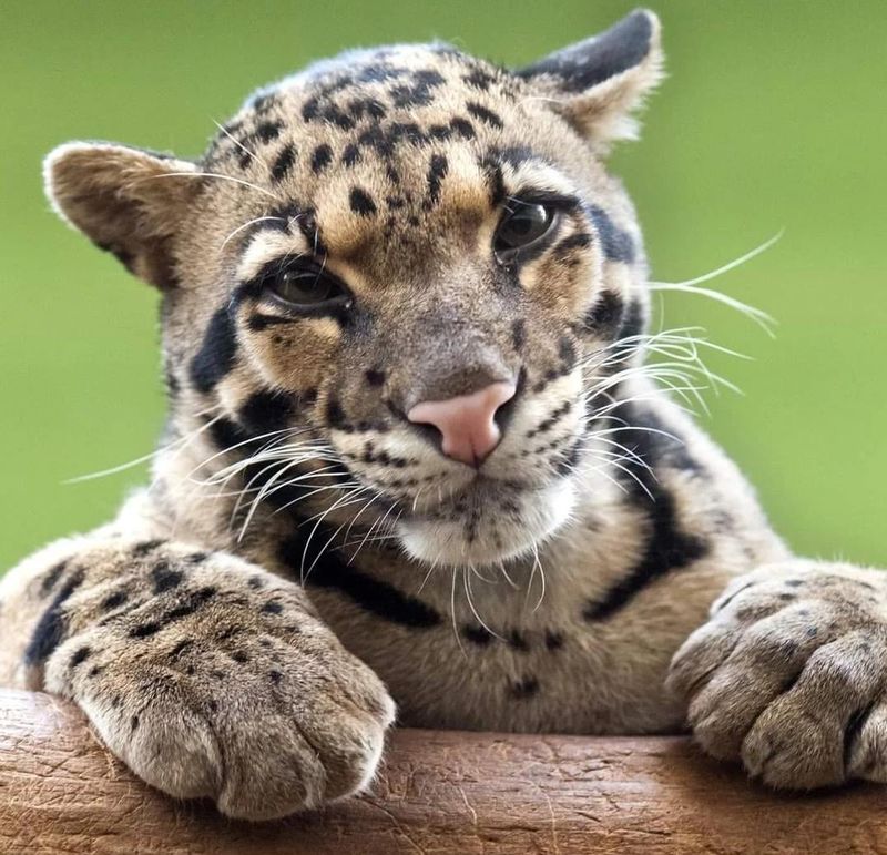 Clouded Leopard