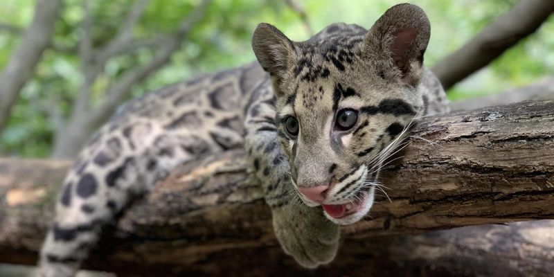 Clouded Leopards 