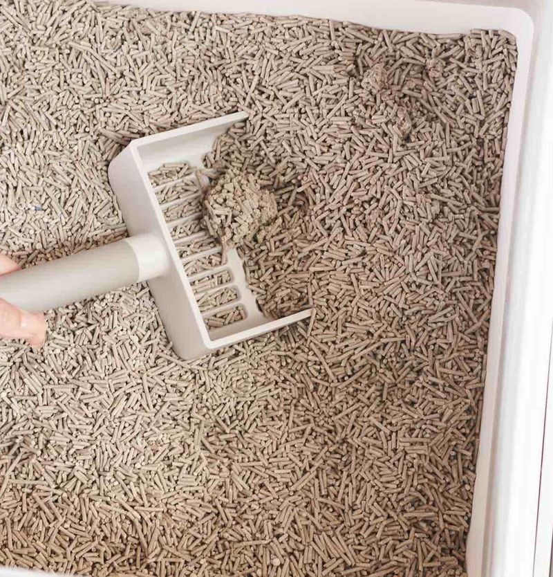 Clumping vs. Non-Clumping Litter