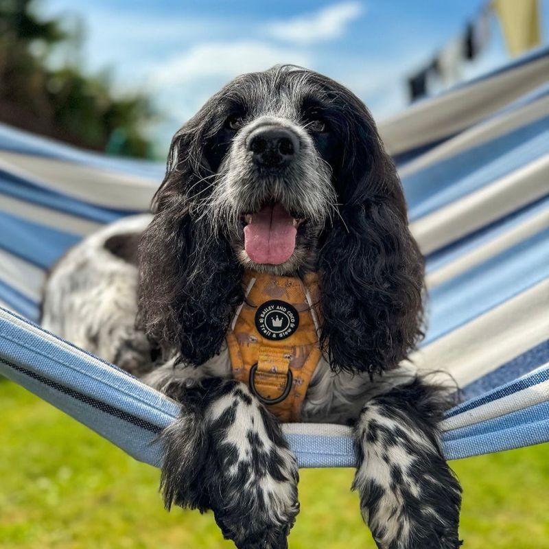 Cocker Spaniel