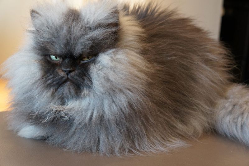 Colonel Meow – The Cat with the Longest Fur