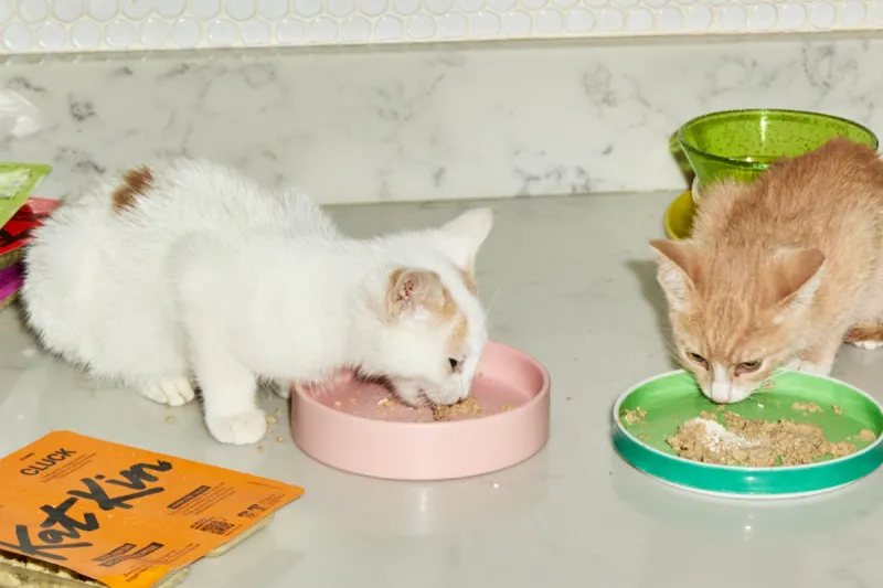 Consistent Feeding Schedule