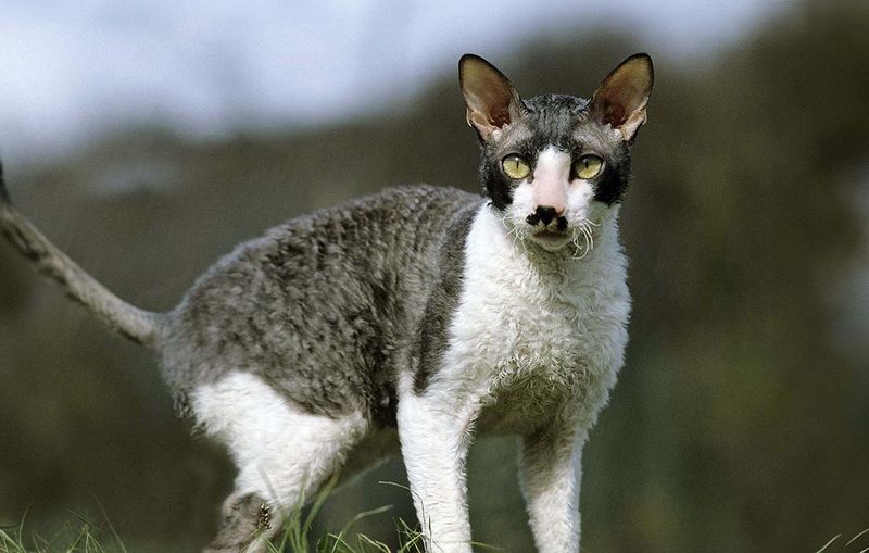 Cornish Rex