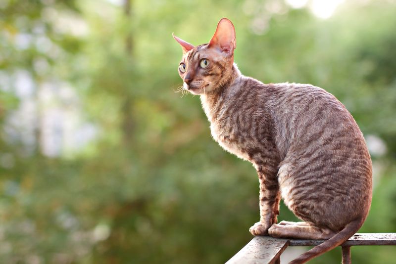 Cornish Rex