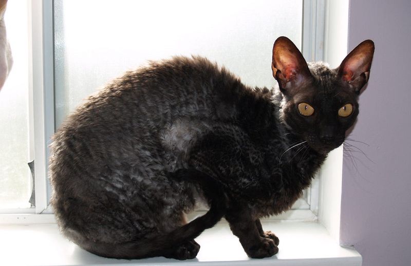 Cornish Rex