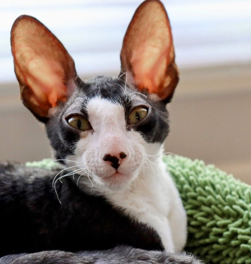 Cornish Rex