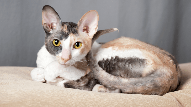 Cornish Rex