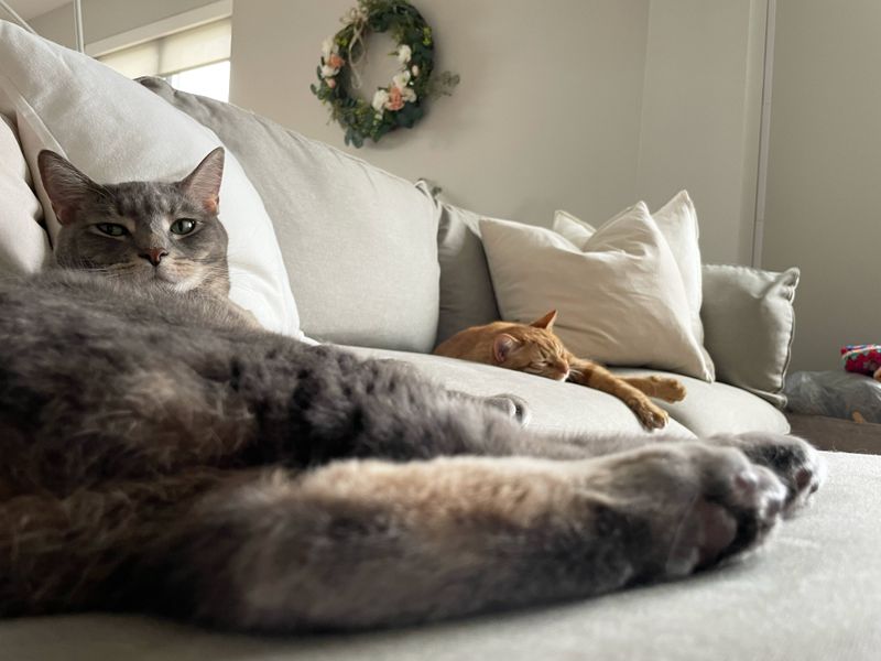 Couch & Carpet Odors