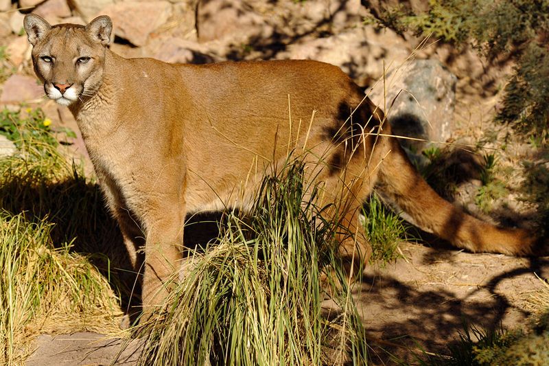 Cougar (Mountain Lion)