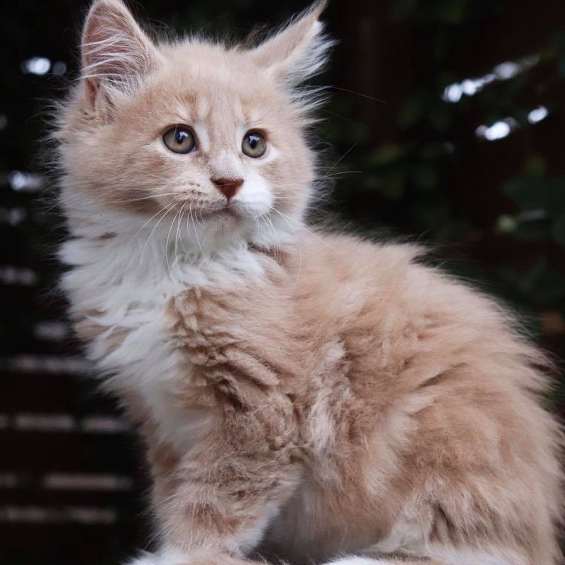 Cream Tuxedo Maine Coon