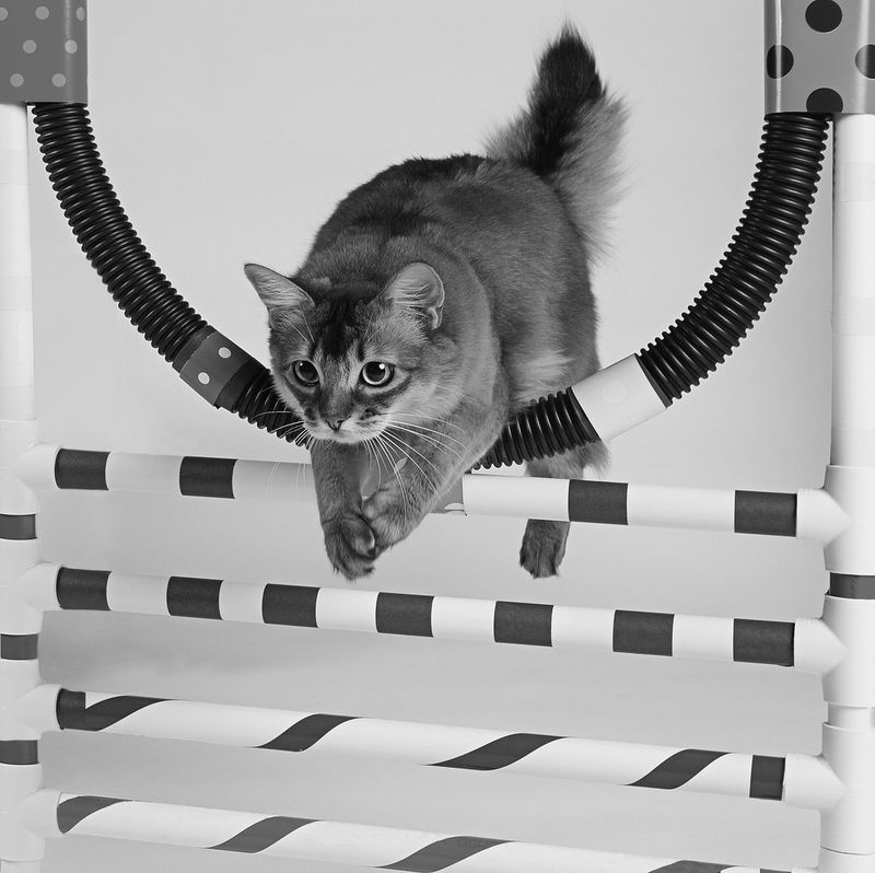 Create a Cat Obstacle Course