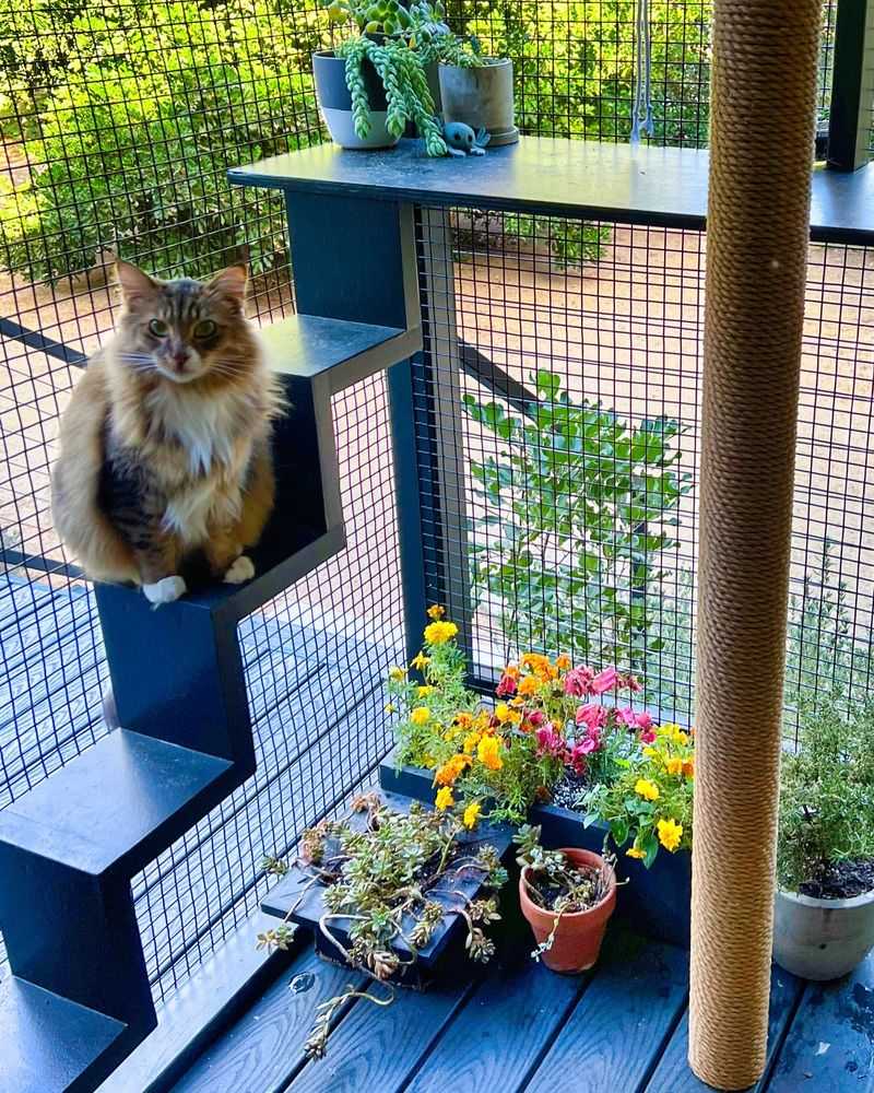 Create a Cat-Safe Outdoor Space