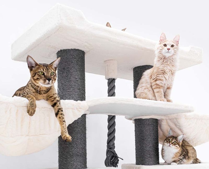 Create a Cat-friendly Climbing Paradise