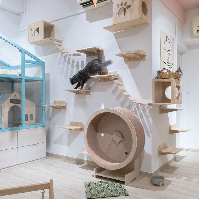 Create a Designated Cat Play Area