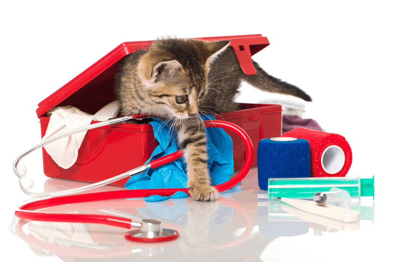 Creating a Cat First Aid Kit