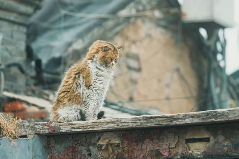 Creeping Along Rooftops