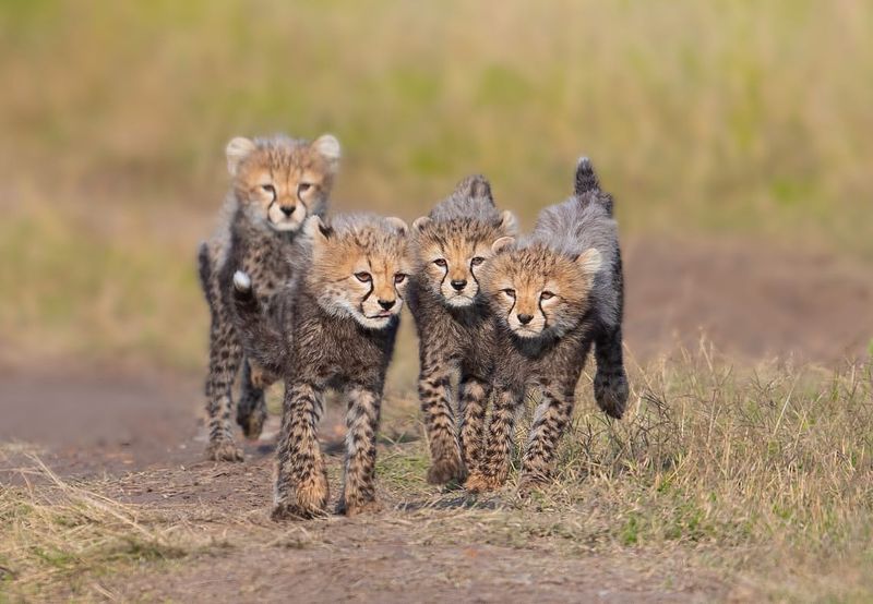 Cubs with Built-in Disguises