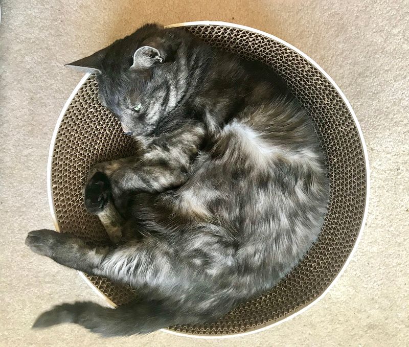 Curled in a Ball