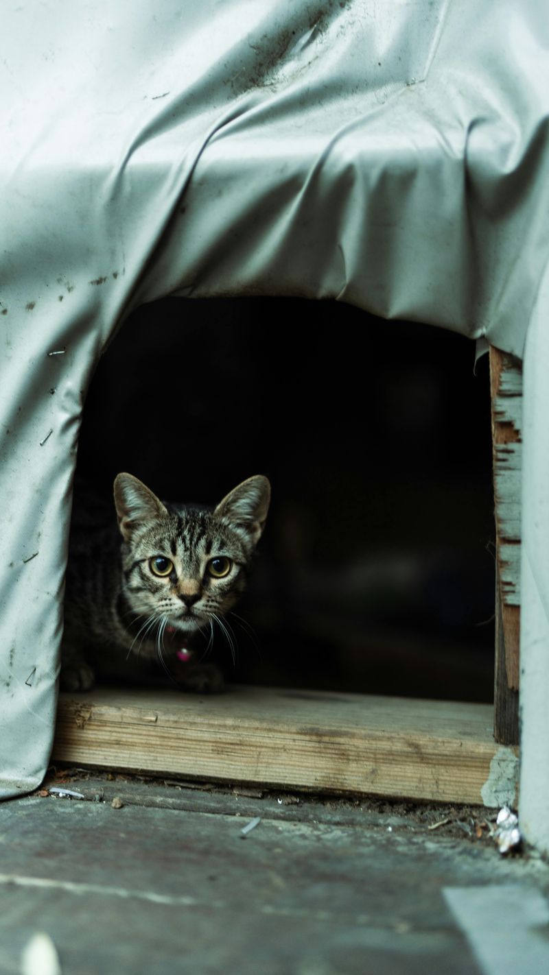 Cut a Cat-Sized Entrance