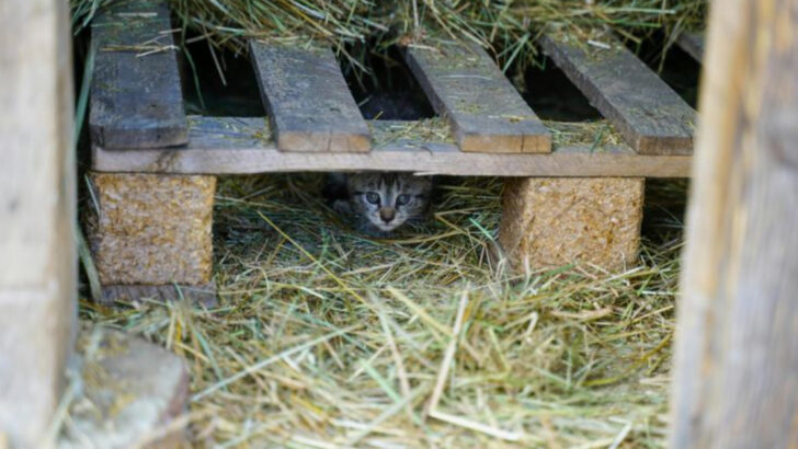 DIY Cat Shelter — 15 Simple Steps to Build a Cozy Hideaway with Upcycled Materials