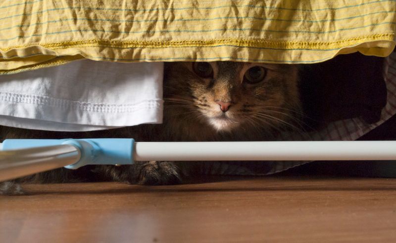 DIY Hide-and-Seek with Treats or Toys