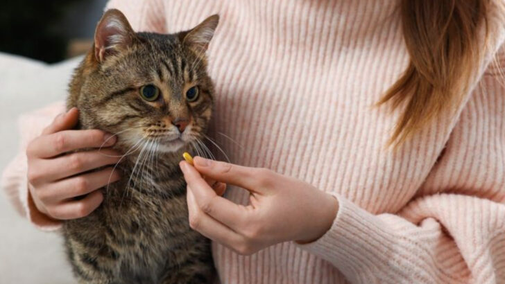 Dealing with a Stressed Cat? Here Are 15 Anxiety Medication Options to Try