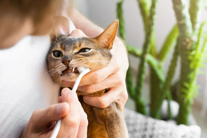 Dental Care
