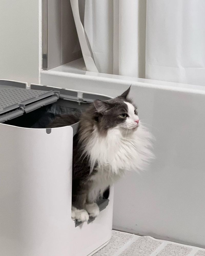 Designate a Litter Box Area