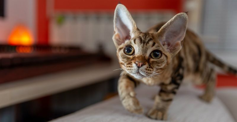 Devon Rex