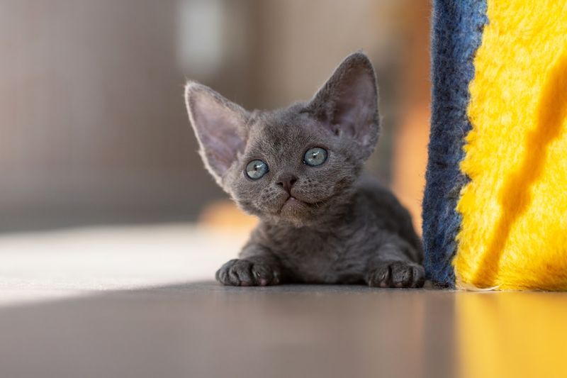 Devon Rex