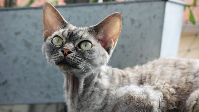 Devon Rex