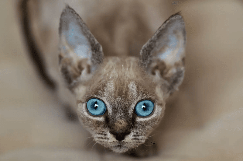 Devon Rex